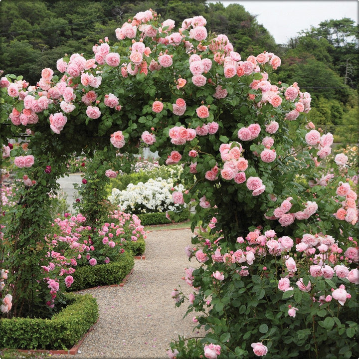 Big Bloom Climbing Rose Seeds – Any Place, Any Season