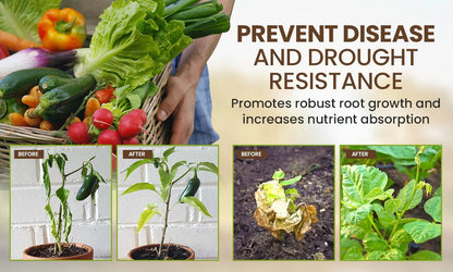 Soil Activator: Plants' Best Friend - Rejuvenate Your Plants ( BUY 1 GET 1 FREE )