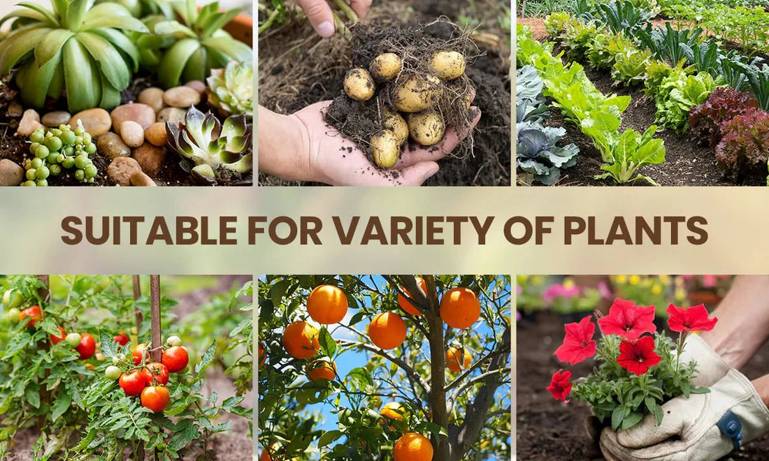 Soil Activator: Plant's Best Friend - Rejuvenate Your Plants