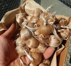 Premium Saffron/Kesher Bulbs for Planting