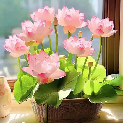 Lotus Flower Seeds For Home Garden Planting