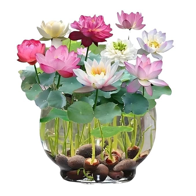 Japanese Bonsai Multicolor Bowl Lotus Seeds (7 Days Germination)