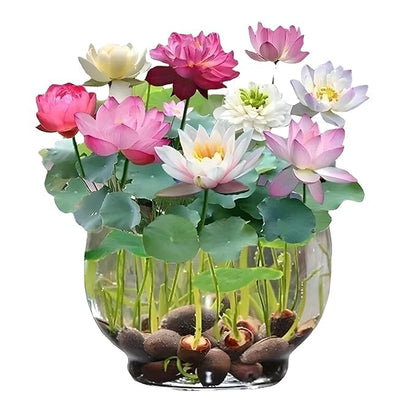 Japanese Bonsai Multicolor Bowl Lotus Seeds (7 Days Germination)