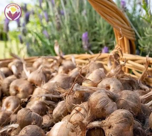 Premium Saffron/Kesher Bulbs for Planting