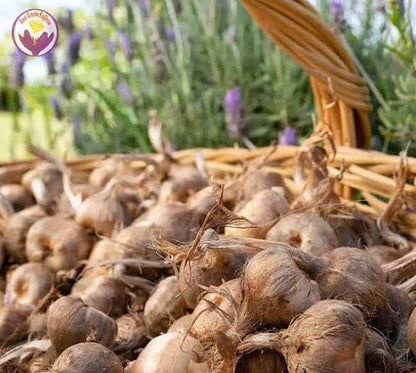 Premium Saffron/Kesher Bulbs for Planting