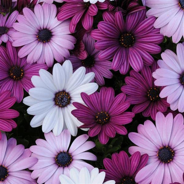 Osteospermum, Dimorphotheca Mixed Color Flowering Seeds