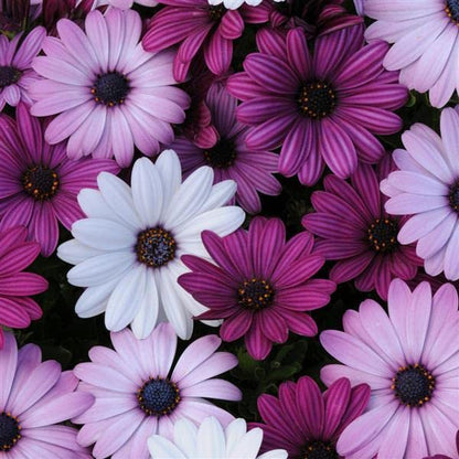 Osteospermum, Dimorphotheca Mixed Color Flowering Seeds