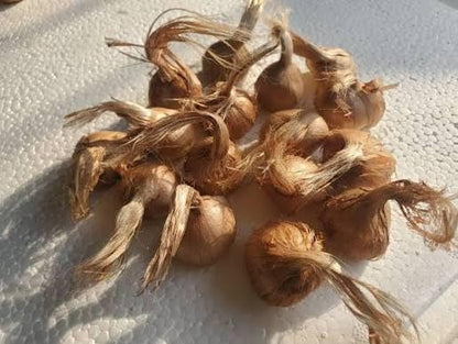 Premium Saffron/Kesher Bulbs for Planting