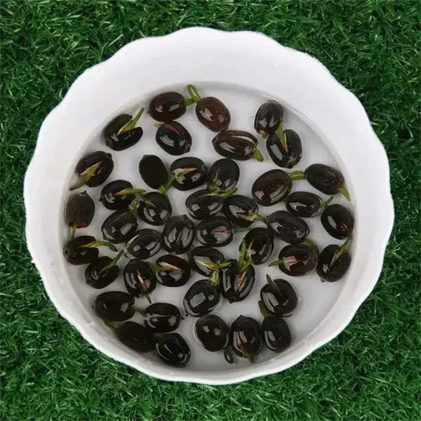 Lotus Flower Seeds For Home Garden Planting
