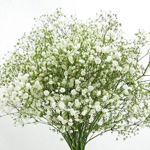 Gypsophila Flower Seeds For Winter Gardening