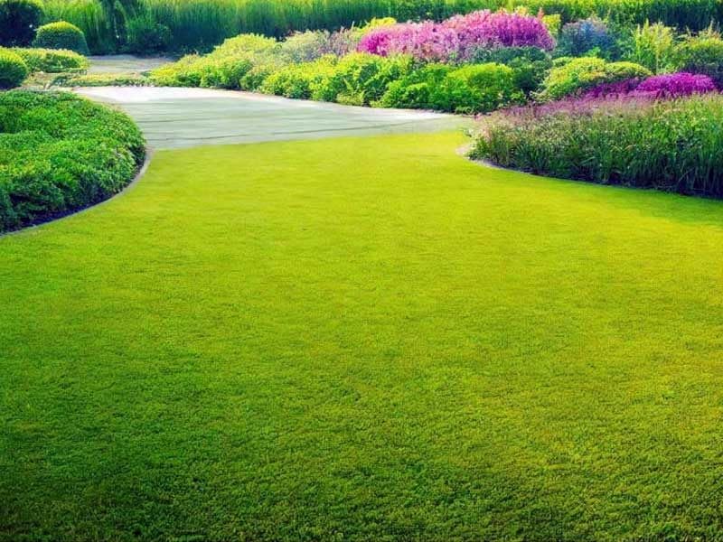 Hybrid Mexican Bermuda Lawn Grass Seeds
