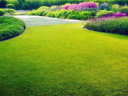 Hybrid Mexican Bermuda Lawn Grass Seeds