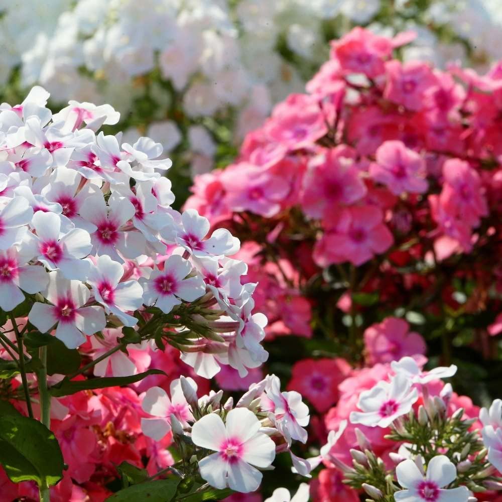 Flora Phlox Mixed Flower Seeds For Home, Garden, Terrace and Kitchen Gardening