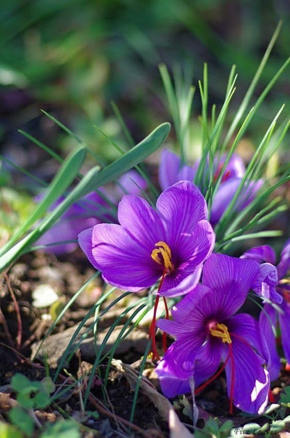 Premium Saffron/Kesher Bulbs for Planting