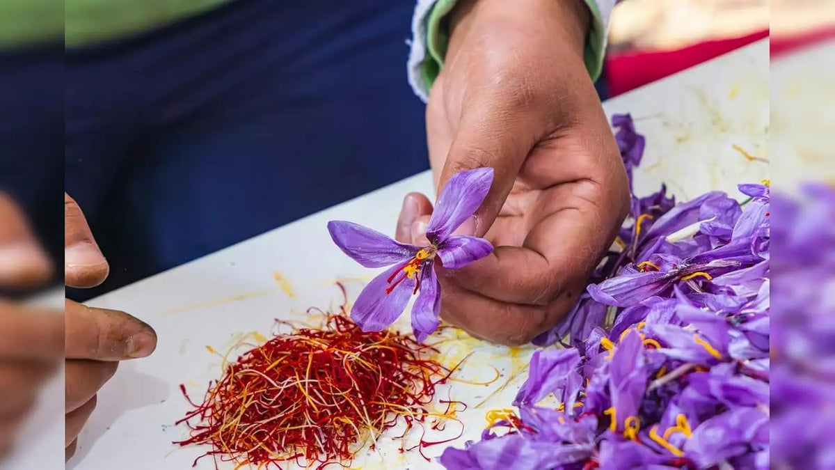Premium Saffron/Kesher Bulbs for Planting