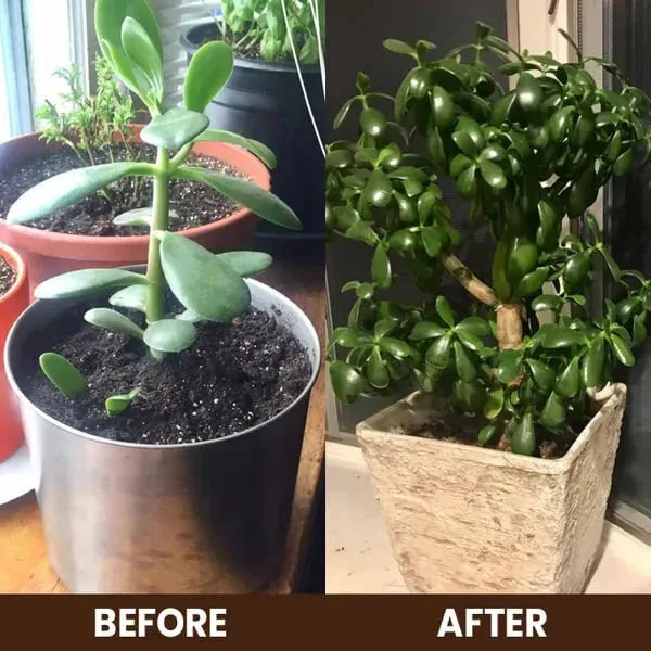 Soil Activator: Plant's Best Friend - Rejuvenate Your Plants