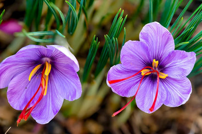 Premium Saffron/Kesher Bulbs for Planting