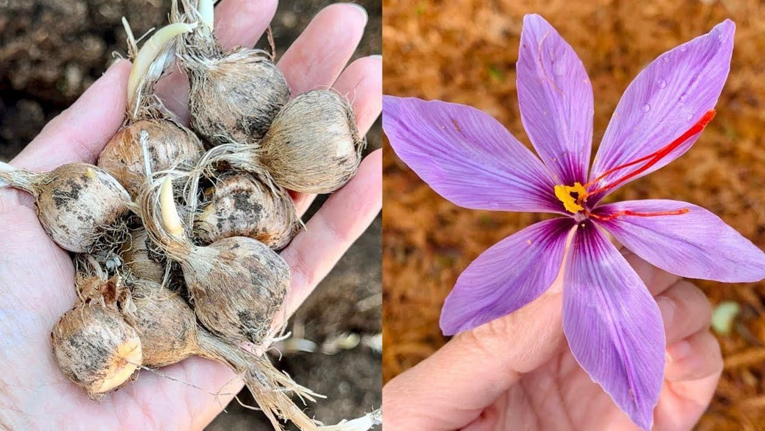 Premium Saffron/Kesher Bulbs for Planting