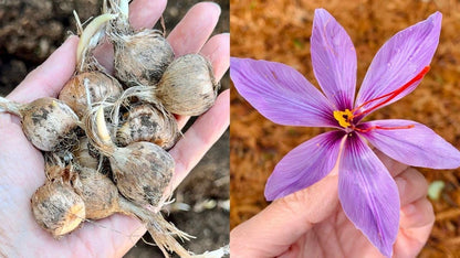 Premium Saffron/Kesher Bulbs for Planting