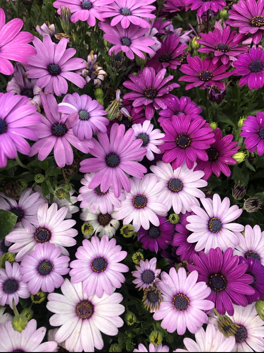 Osteospermum, Dimorphotheca Mixed Color Flowering Seeds
