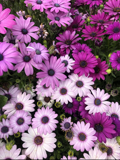 Osteospermum, Dimorphotheca Mixed Color Flowering Seeds