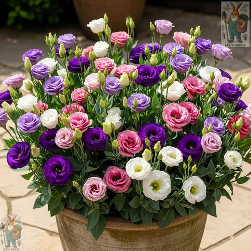 Earth Hopper Lisianthus Flower Mix Colors Seed Pack