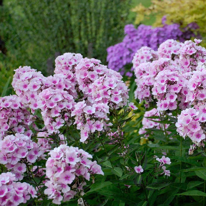 Flora Phlox Mixed Flower Seeds For Home, Garden, Terrace and Kitchen Gardening