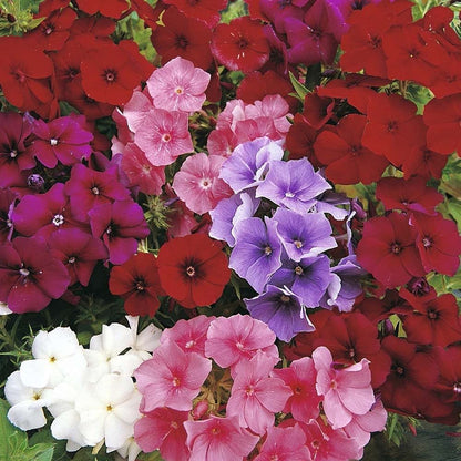 Flora Phlox Mixed Flower Seeds For Home, Garden, Terrace and Kitchen Gardening
