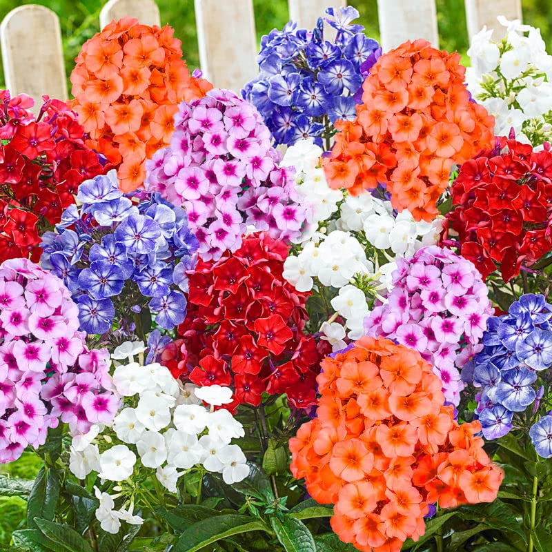 Flora Phlox Mixed Flower Seeds For Home, Garden, Terrace and Kitchen Gardening