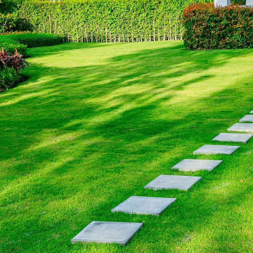 Hybrid Mexican Bermuda Lawn Grass Seeds