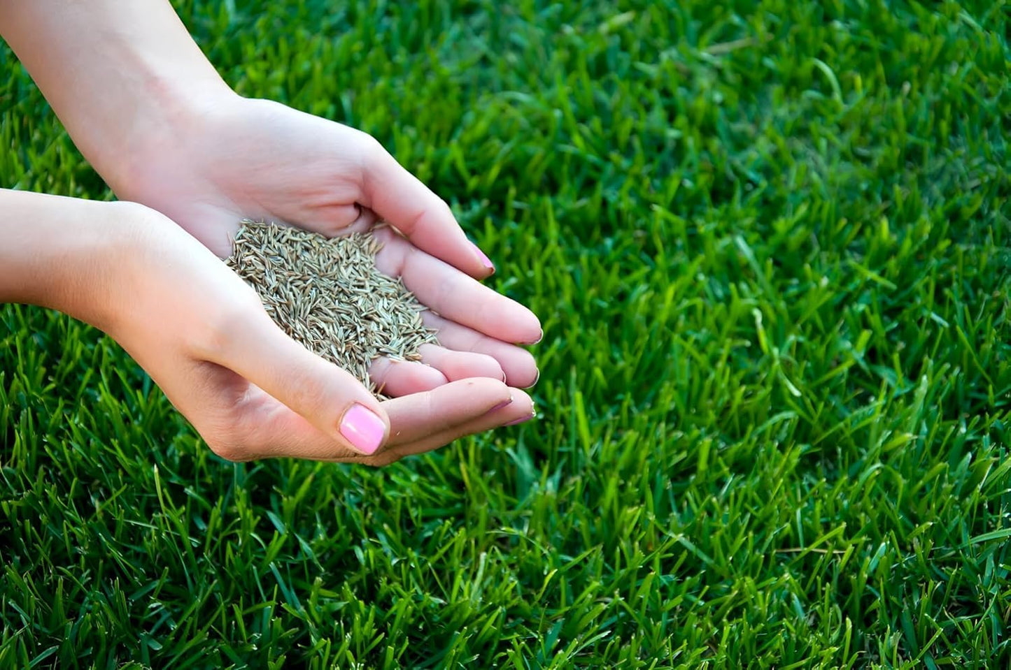 Hybrid Mexican Bermuda Lawn Grass Seeds