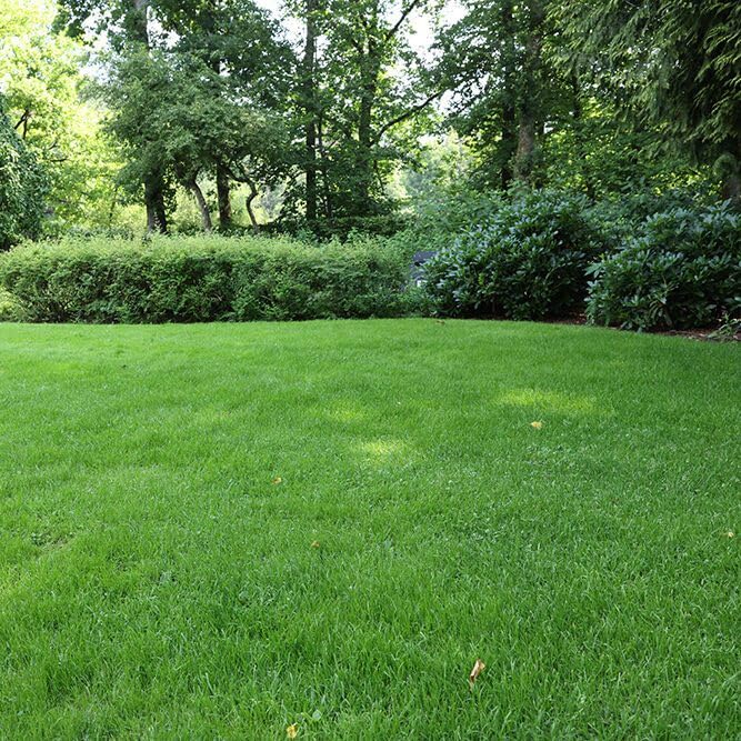 Hybrid Mexican Bermuda Lawn Grass Seeds