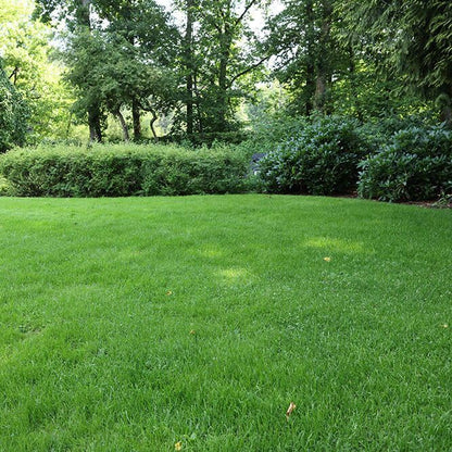 Hybrid Mexican Bermuda Lawn Grass Seeds