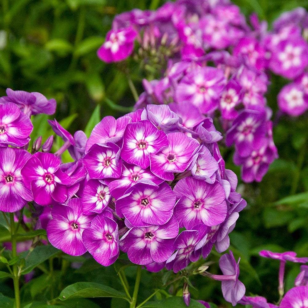 Flora Phlox Mixed Flower Seeds For Home, Garden, Terrace and Kitchen Gardening