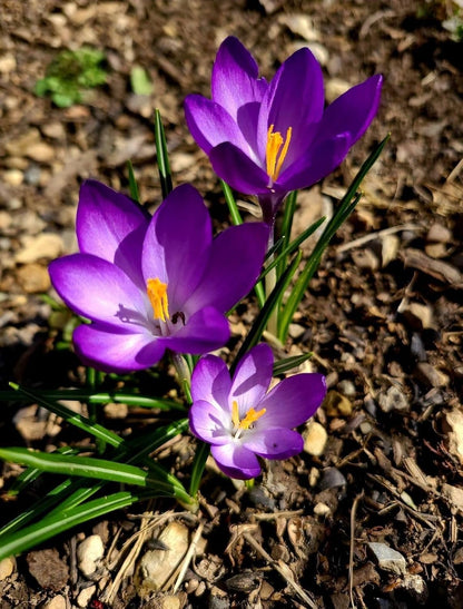Premium Saffron/Kesher Bulbs for Planting