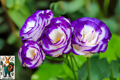 Earth Hopper Lisianthus Flower Mix Colors Seed Pack