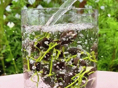 Lotus Flower Seeds For Home Garden Planting