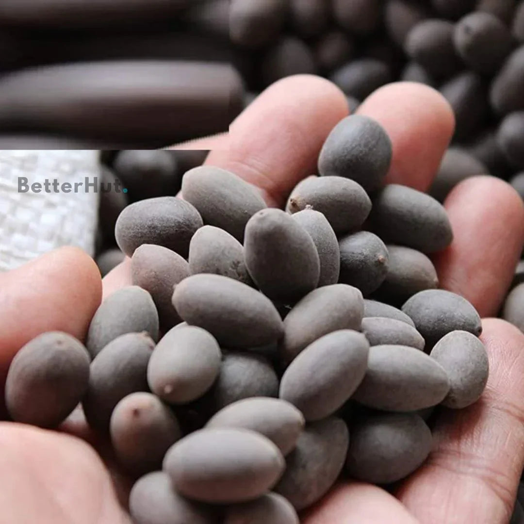 Japanese Bonsai Multicolor Bowl Lotus Seeds (7 Days Germination)