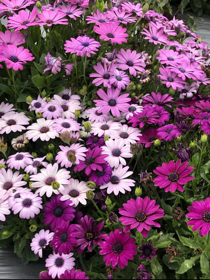 Osteospermum, Dimorphotheca Mixed Color Flowering Seeds