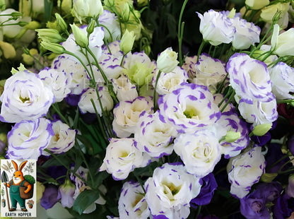 Earth Hopper Lisianthus Flower Mix Colors Seed Pack
