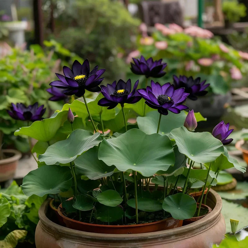 Midnight Purple Lotus Seeds (Pack of 2)