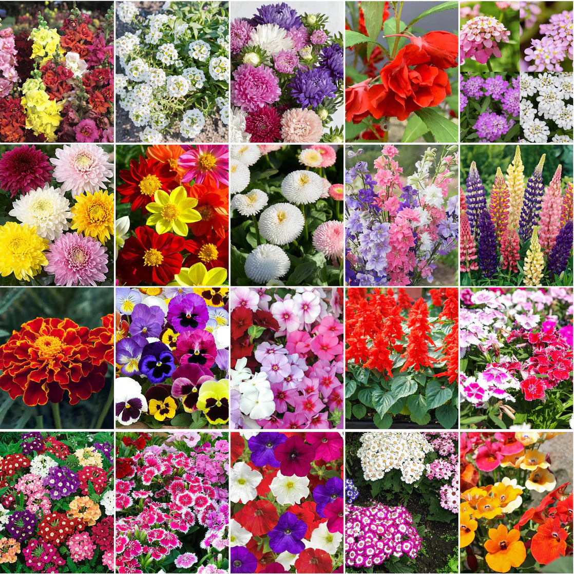 Mix seeds - 20 All Season Flower Combo Pack