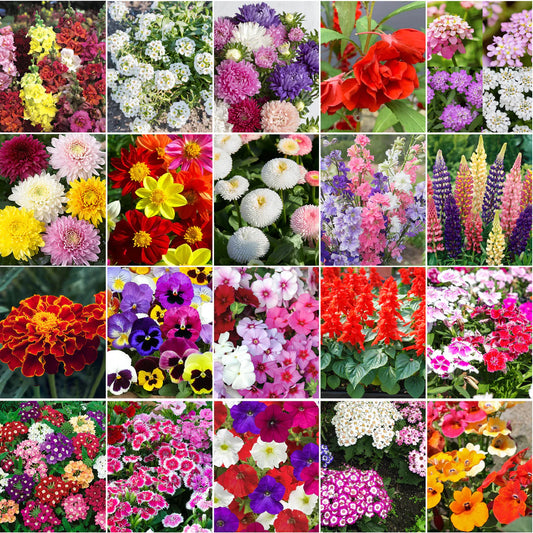 Mix seeds - 20 All Season Flower Combo Pack