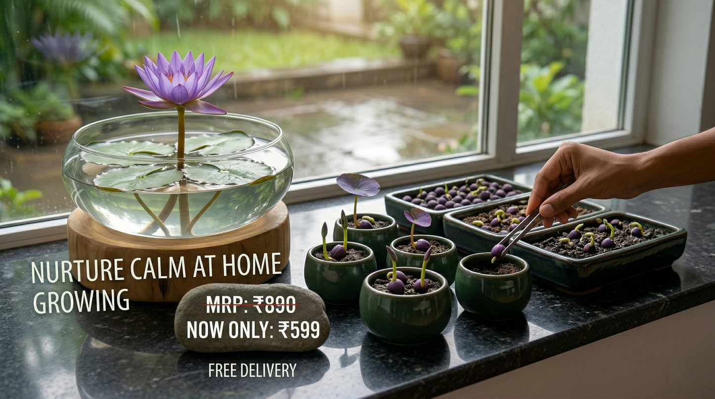 Midnight Purple Lotus Seeds