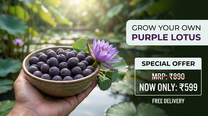 Midnight Purple Lotus Seeds