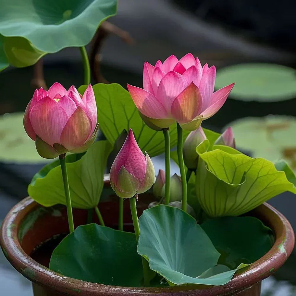 Lotus Flower Seeds For Home Garden Planting
