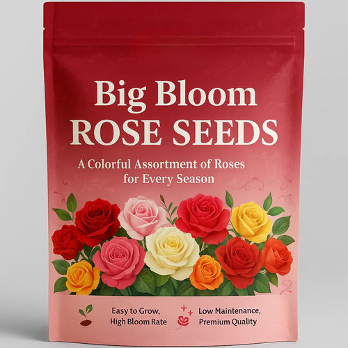 Big Bloom Climbing Rose Seeds – Any Place, Any Season