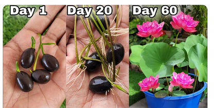 Lotus Flower Seeds For Home Garden Planting