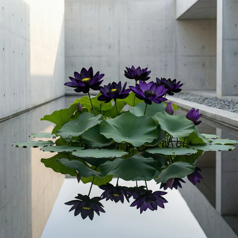 Midnight Purple Lotus Seeds (Pack of 2)