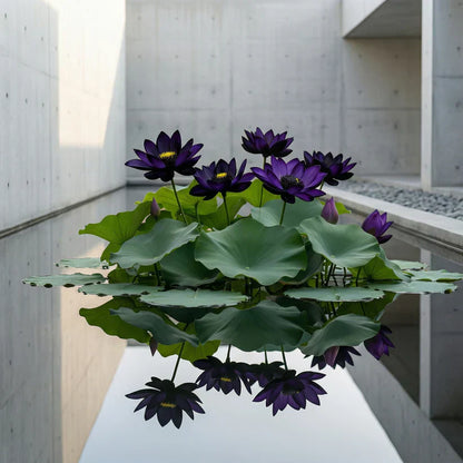 Midnight Purple Lotus Seeds (Pack of 2)